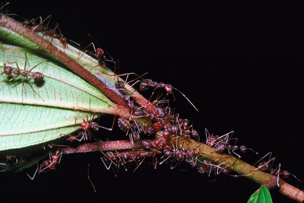 Acrobat-maur er lysebrun til svart i fargen