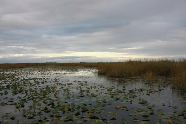 Het stille, ondiepe water van moerassen, moerassen, kanalen en sloten kan ook een goede habitat zijn voor waterlelies.
