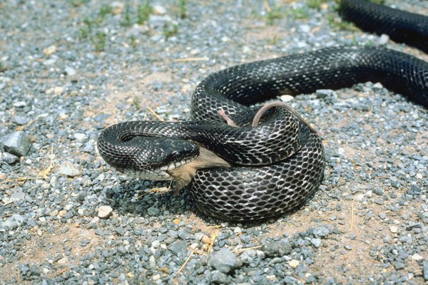 Rotte slanger er blant colubrids hjemmehørende i Georgia.