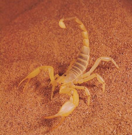 У всех скорпионов есть укусы, но ни один американский скорпион не считается смертельным для человека.