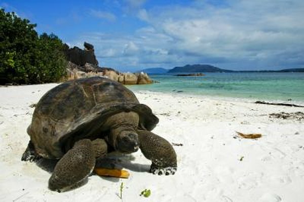 Las tortugas terrestres gigantes pueden vivir más de 100 años.