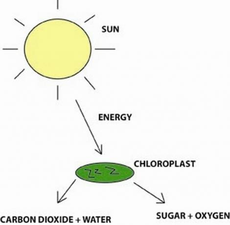 Діаграма фотосинтезу Є 'Чая