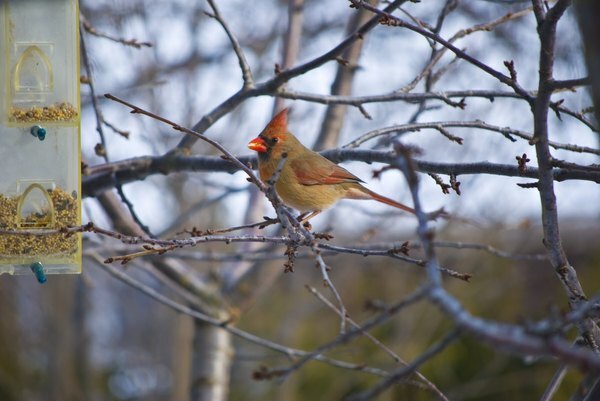 Un cardenal hembra se acerca a un comedero para pájaros ubicado cerca de las ramas de los árboles
