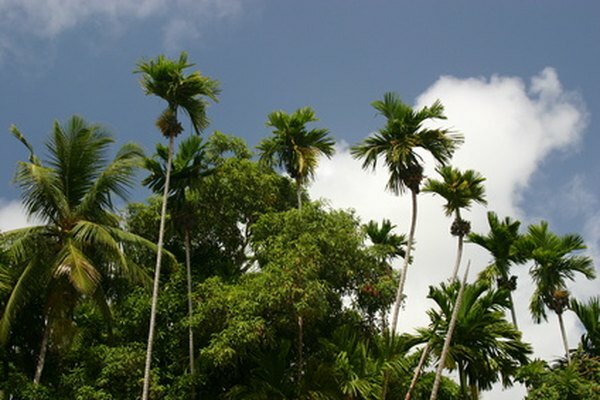 Den tropiska regnskogen är en bekant typ av biom.