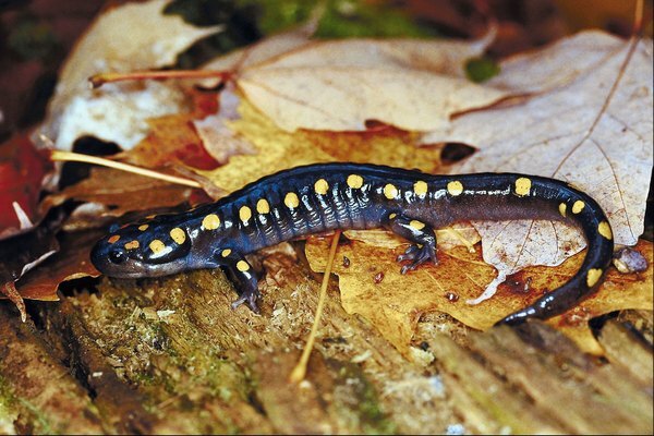 Salamandere er rikelig i de fuktige fjellområdene.