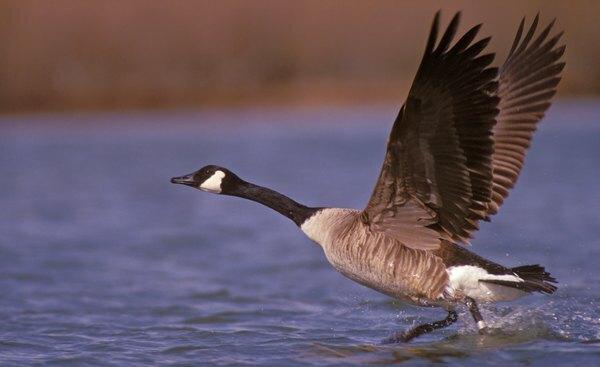 Kanadalı bir kaz sudan uçuyor.