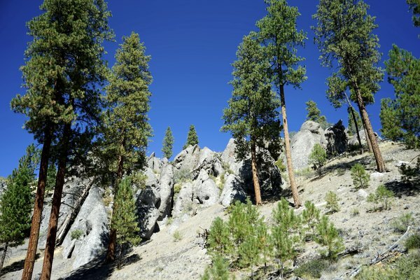 Los pinos Ponderosa tapan muchos acantilados en el oeste americano.