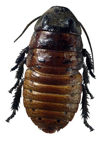 Kakerlakker er vingeløse til voksen alder.