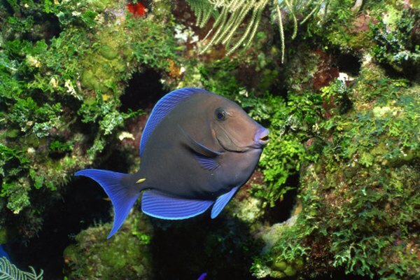 Las especies de peces herbívoros suelen encontrar alimento y refugio alrededor de los arrecifes de coral.