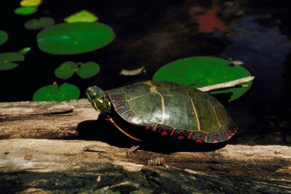 Las tortugas pintadas tienen marcas amarillas y naranjas en el caparazón.