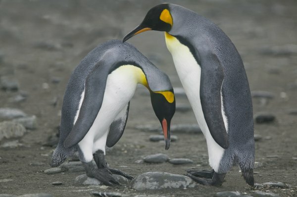 Pingvinai užsiima poravimosi ritualu.