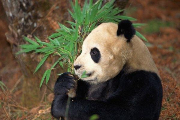 Veel dierentuinen over de hele wereld werken aan het vergroten van de pandapopulaties.