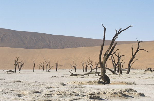 Gurun Namib di Namibia, Afrika.