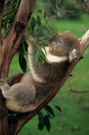 Koalor är en av få däggdjur som kan överleva på eukalyptusblad.