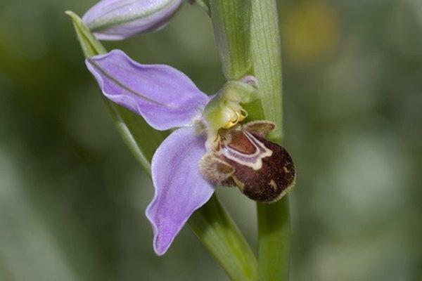 Bienenorchidee ahmt eine Biene auf einer Blume nach.