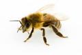 रात में मधुमक्खियों और ततैयों का क्या होता है?