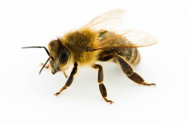 Kaj se zgodi s čebelami in osami ponoči?