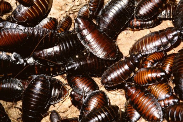 Las cucarachas se alimentan de otros omnívoros y de algunos pequeños carnívoros.
