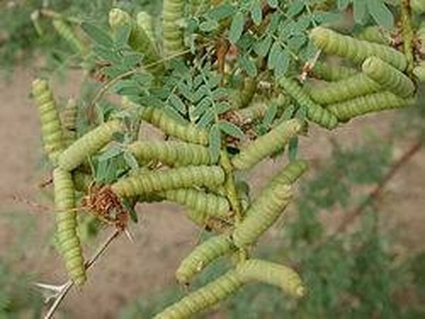 Screwbean mesquite pods