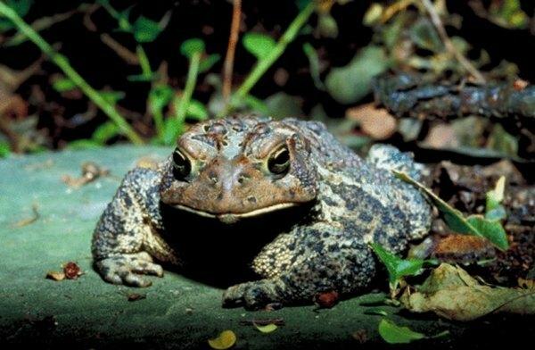 Сходства и различия между лягушками и жабами