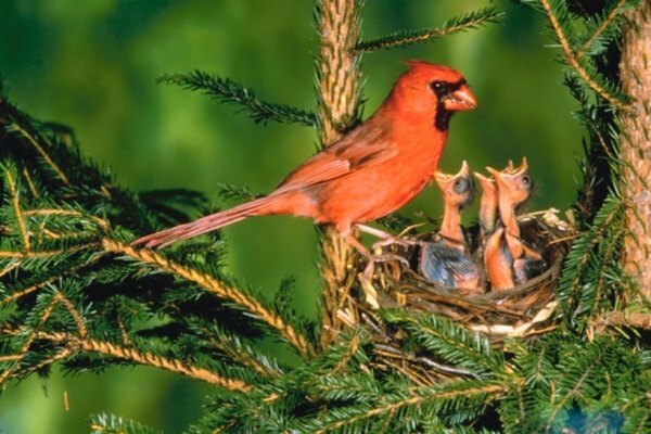Un cardinal nordic de sex masculin care își hrănește puii