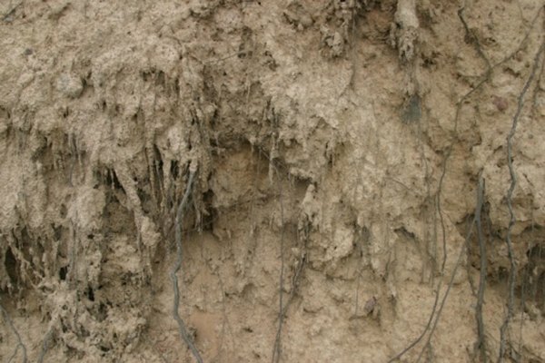 Demonstrer hvordan røtter forsterker jord mot erosjon.