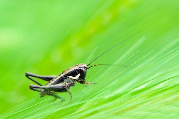 Hvordan stille en cricket