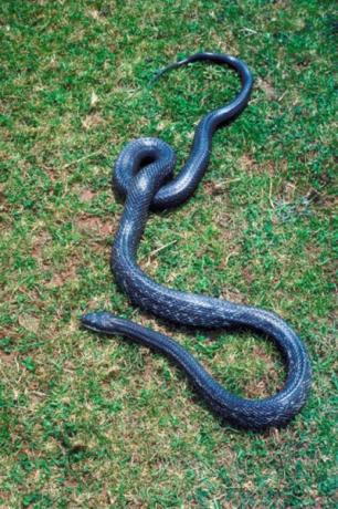 Las serpientes rata negras pueden trepar a los árboles, donde pueden apuntar a las ardillas voladoras del sur en sus nidos.