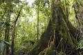 Orman Ekosistemi Hakkında Bilgi