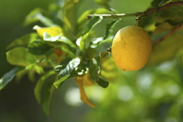 Лимон, що росте на дереві