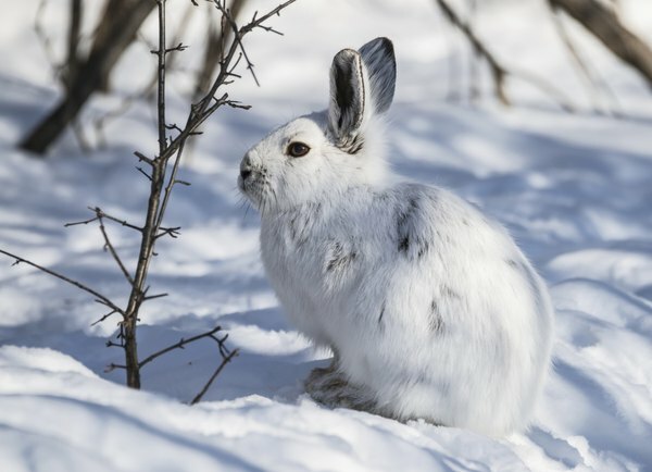 Seekor kelinci sepatu salju duduk di atas salju putih.