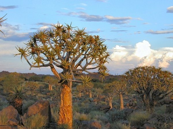Bushmen Afrika menggunakan cabang kokerboom sebagai quiver.