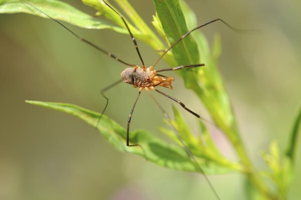 Et nærbilde av en kjeller edderkopp på et blad.