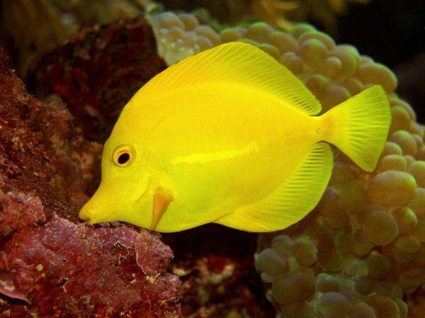 Koraļļu rifos dzīvo daudzas spilgtas krāsas zivis, kā arī astoņkāji un jūras eži.