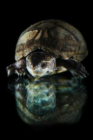 Havssköldpaddor lägger sina ägg med högvatten.