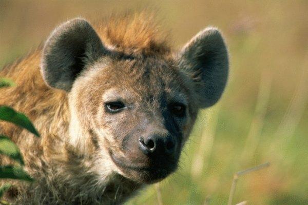 Hyenas არა მხოლოდ scavenge, ისინი ასევე ნადირობენ.