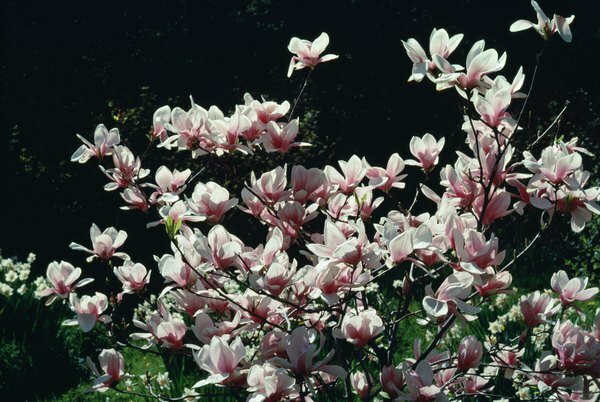 Magnolias florecientes