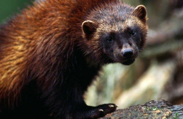 Dobro zaščitene brloge in koče bobrov ponavadi odvračajo plenilce, kot so wolverine.