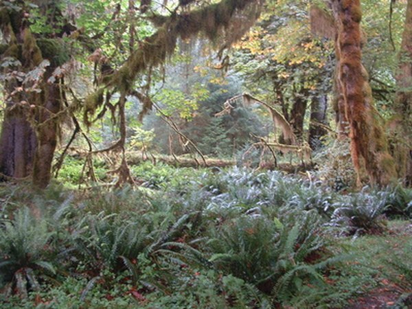 Deževni gozdovi rastejo v debelih plasteh in senčijo podrastje.