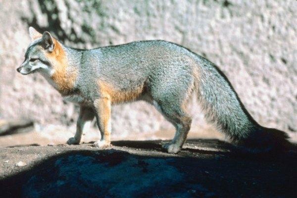 El zorro gris es la única especie de zorro nativa de Ohio.