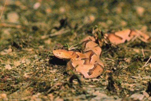 Copperheads bauen ihr Zuhause in umgestürzten Eichenstämmen.