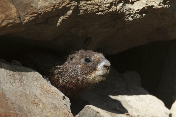 Een marmot die uit de schaduw van een rots gluurt.