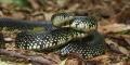 Serpientes negras con anillos amarillos en Georgia