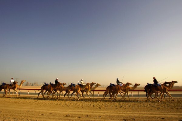 Οι νομάδες χρησιμοποιούν καμήλες στην αραβική έρημο για μεταφορά.