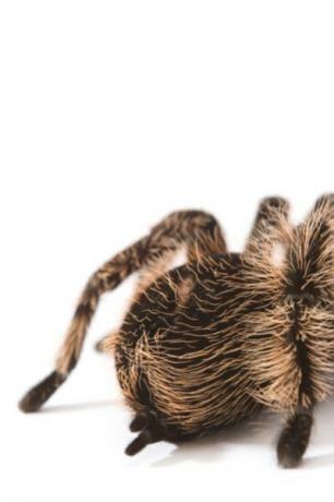 Tarantula's injecteren hun slachtoffers met een verlammend gif.