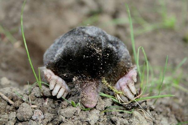 Een mol in het schrale gras met zijn snuit op een hoopje aarde.