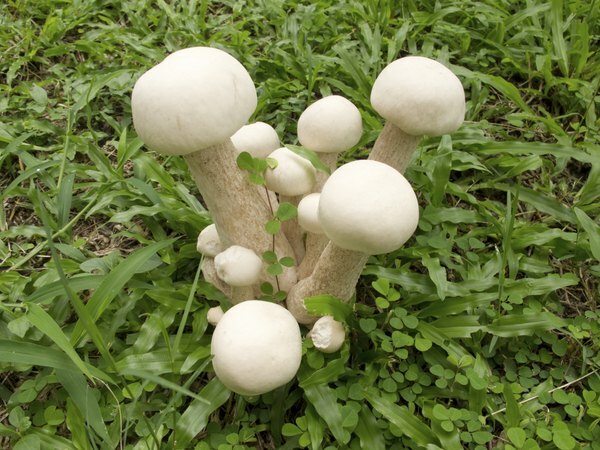 Witte paddenstoelen die in gras groeien