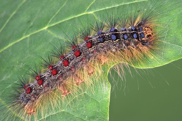 polilla gitana