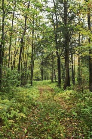 Di banyak daerah, hutan adalah komunitas klimaks.