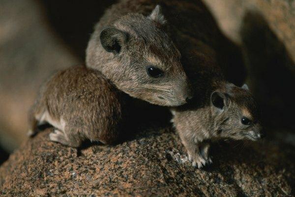En el frágil ecosistema de Galápagos, el hábito de comer iguanas de las ratas invasoras amenaza a algunas especies.